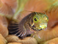 blenny