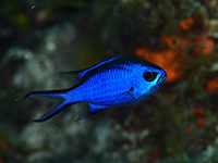 caribbean sea animals - blue chromis
