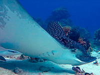 caribbean-sea-life--eagle-ray