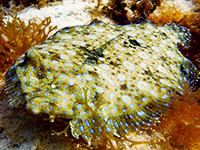 flounder