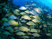caribbean sea life - grunt