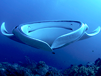 caribbean-sea-life--manta