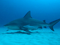 caribbean-sea-life--pointed-nose-shak