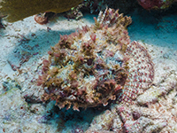 scorpionfish