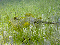 caribbean sea life - sea grass - pasto marino