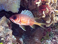 squirrelfish