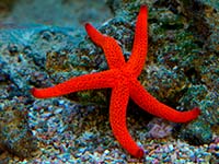 caribbean-sea-life--star