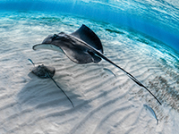 caribbean-sea-life--stingrayjpg