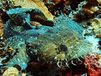 toadfish