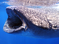 caribbean-sea-life--whalesharks