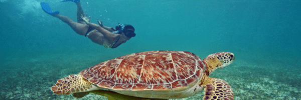 Snorkeling in cozumel