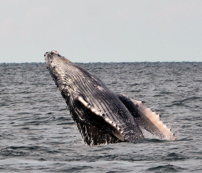 carrusel-whale-watching-activity-playa-mita-1