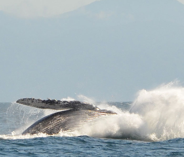 carrusel-whale-watching-activity-playa-mita-2