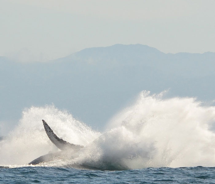 carrusel-whale-watching-activity-playa-mita-3