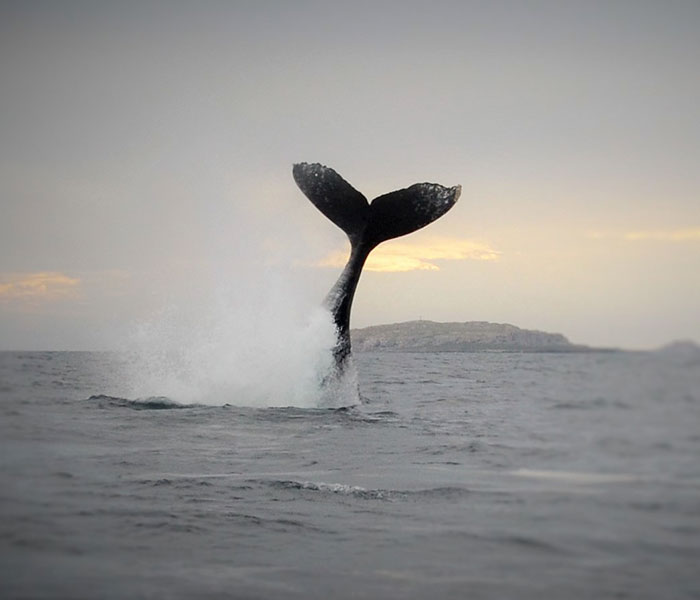 carrusel-whale-watching-activity-playa-mita-4