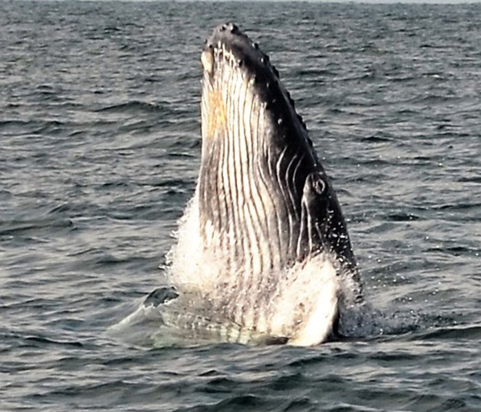 carrusel-whale-watching-activity-playa-mita-5