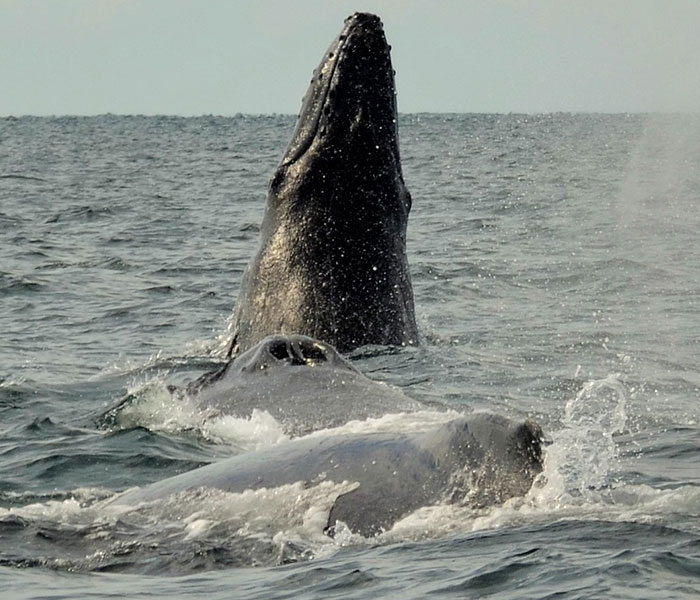 carrusel-whale-watching-activity-playa-mita-6