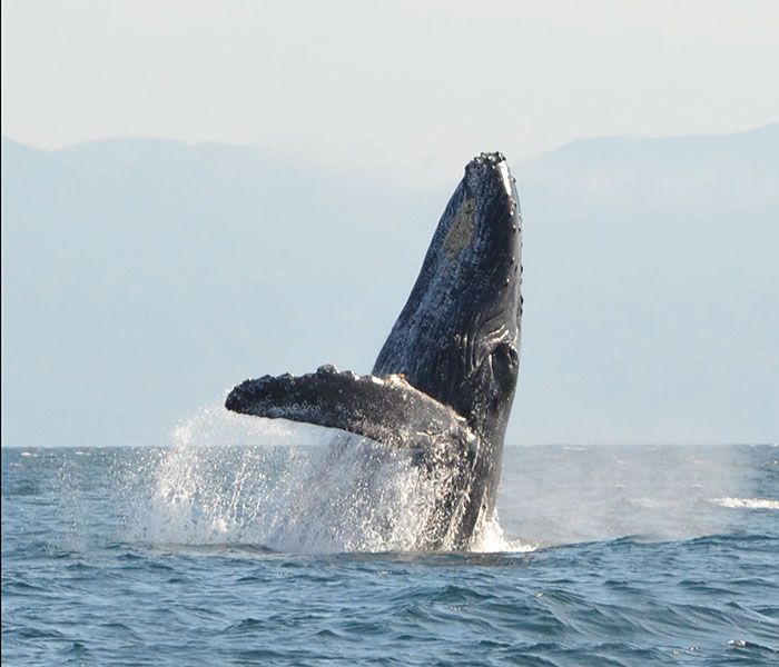 carrusel-whale-watching-activity-playa-mita-7