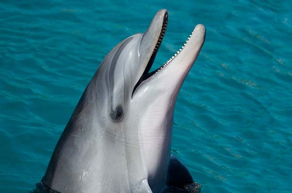 cozumel marine life - Dolphin