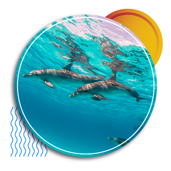 cheap scuba diving - buceo económico - dolphin