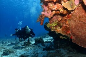cheap diving in jamaica - buceo barato