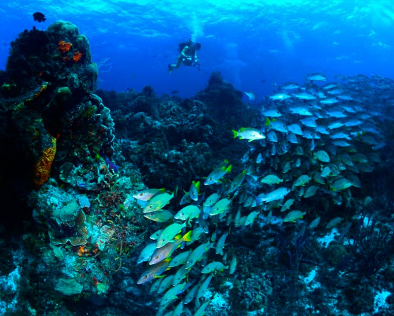 columbia reef - main - arrecife columbia