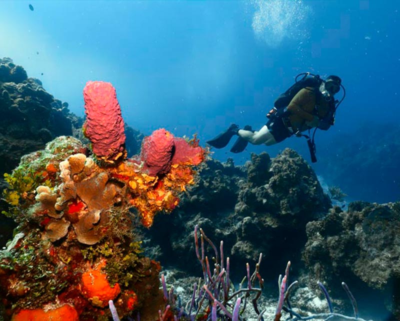 columbia shallow reef - 1 - arrecife columbia