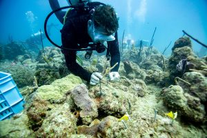 Coral Transplantation: New Go Green Collaboration with Coral Mania 2019