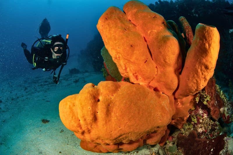 coral reef sponge - esponja marina