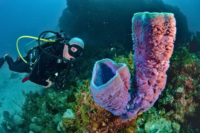 coral reef sponges (2) esponjas de mar