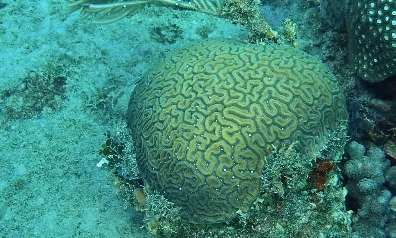 coral spawning (2) como se reproducen los corales