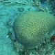 coral spawning (2) como se reproducen los corales