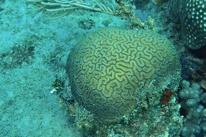 coral spawning (2) como se reproducen los corales