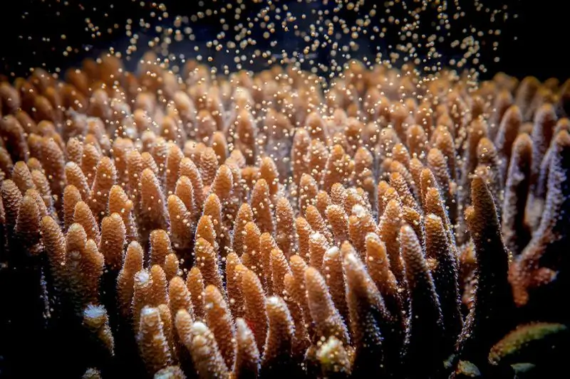coral spawning (3) como se reproducen los corales