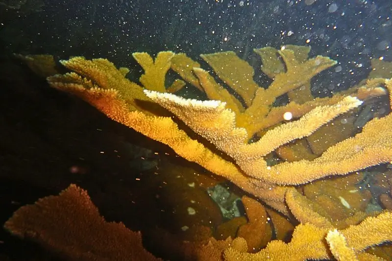 coral spawning (4) como se reproducen los corales
