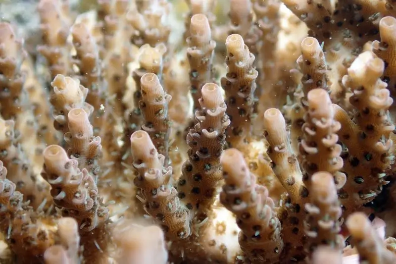 coral spawning (5) como se reproducen los corales