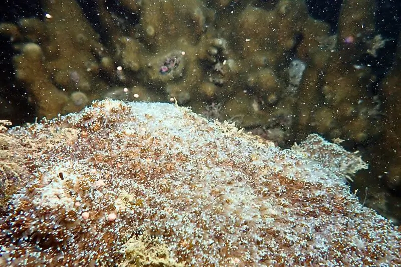 coral spawning (6) como se reproducen los corales