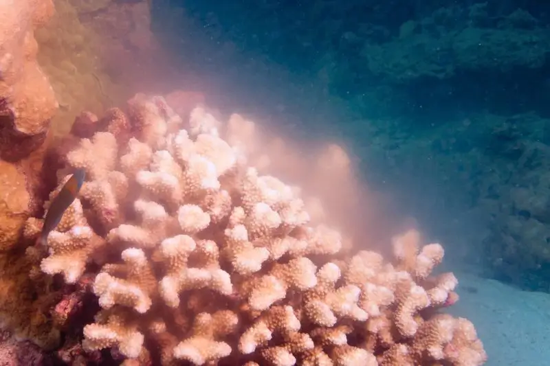 coral spawning (7) como se reproducen los corales