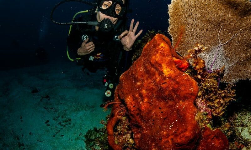coral sponge - esponjas de mar