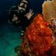 coral sponge - esponjas de mar