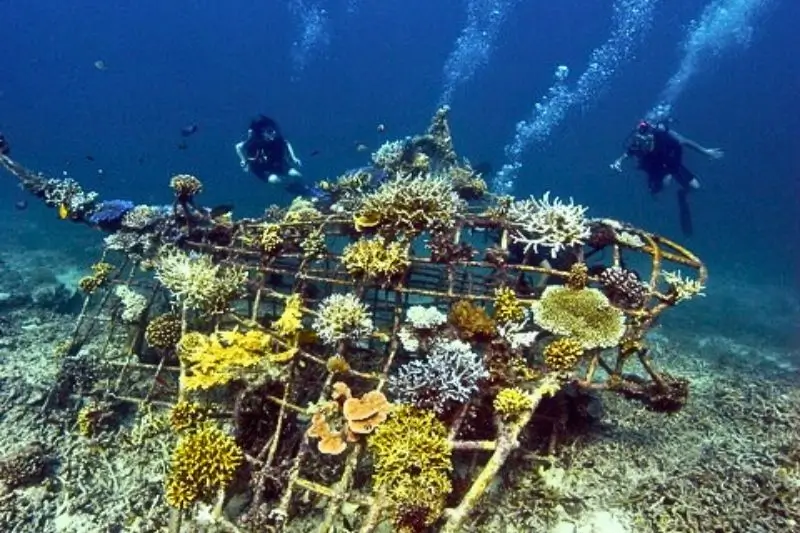 coral structures - estructuras de coral