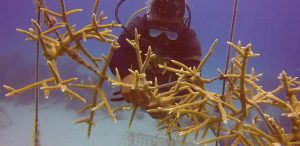 coral transplantation in Bavaro