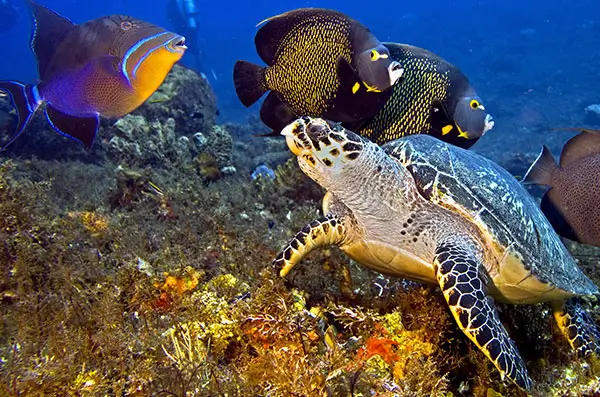 mexico dive spots columbia mexico dive spots columbia