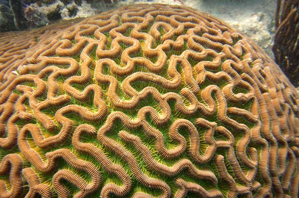 cozumel marine life - Brain corals