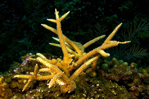 cozumel marine life -Branching Corals