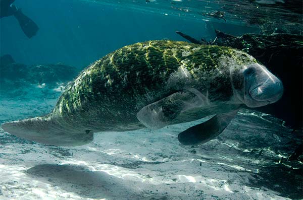 cozumel marine life - Caribbean manatee