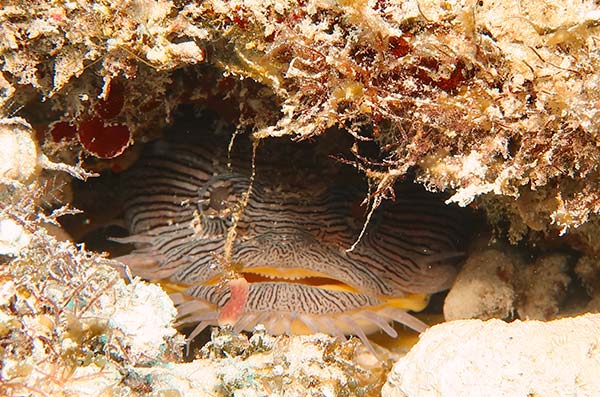 cozumel marine life - Cozumel Splendid-Toadfish - 1