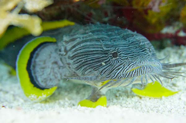 cozumel marine life - Cozumel Splendid-Toadfish - 2