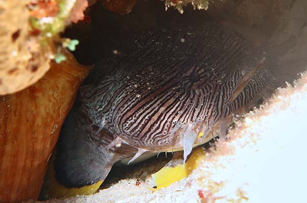 cozumel marine life - Cozumel Splendid-Toadfish - 3