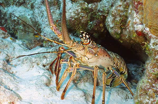 cozumel marine life - Crustaceans